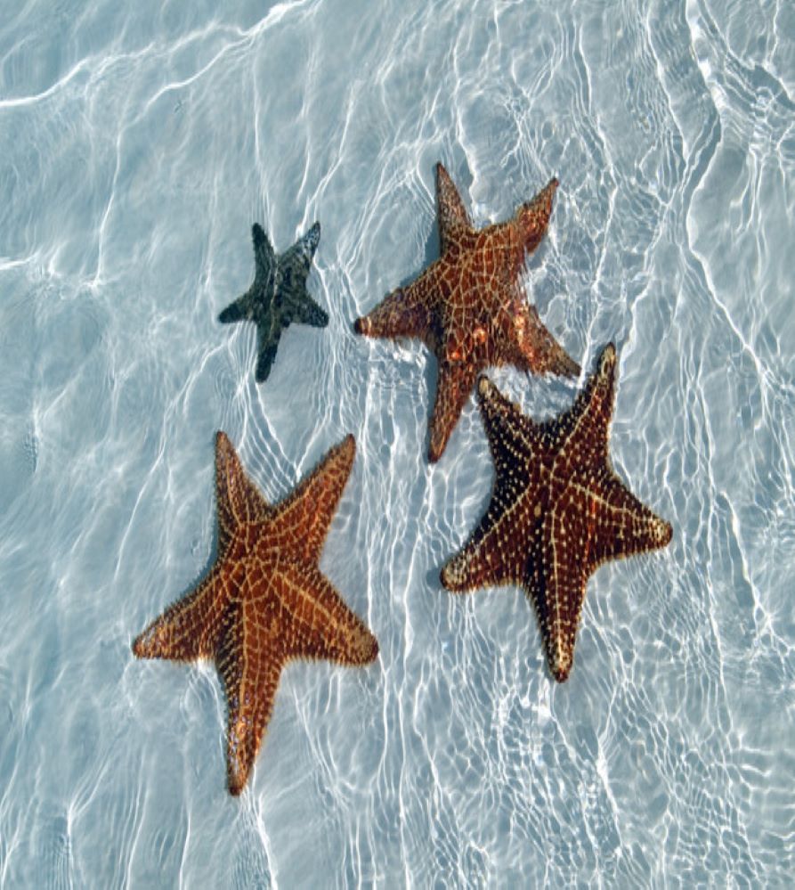 <p>estrellas</p>