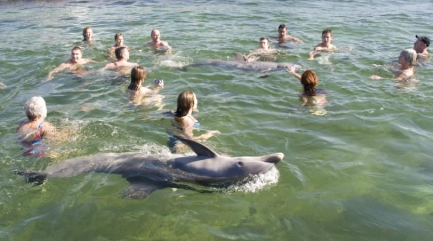 <p>Personas ba&ntilde;andose con delfines</p>