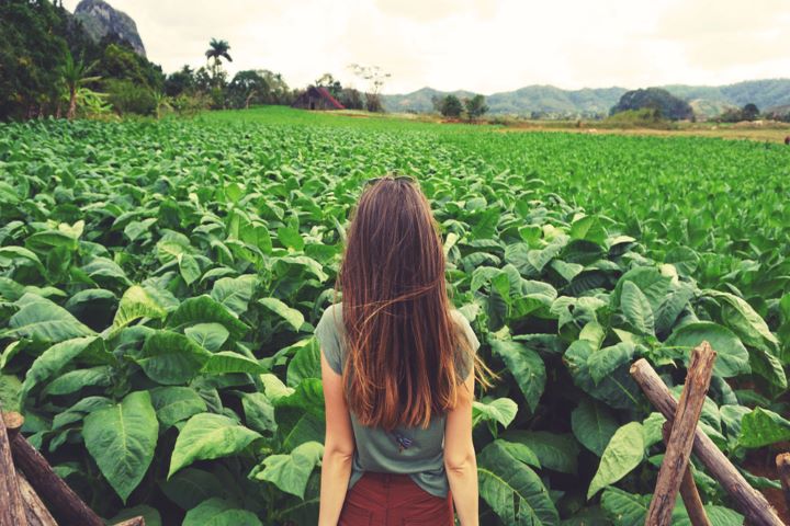 mujer contemplando plantaciones e tabaco